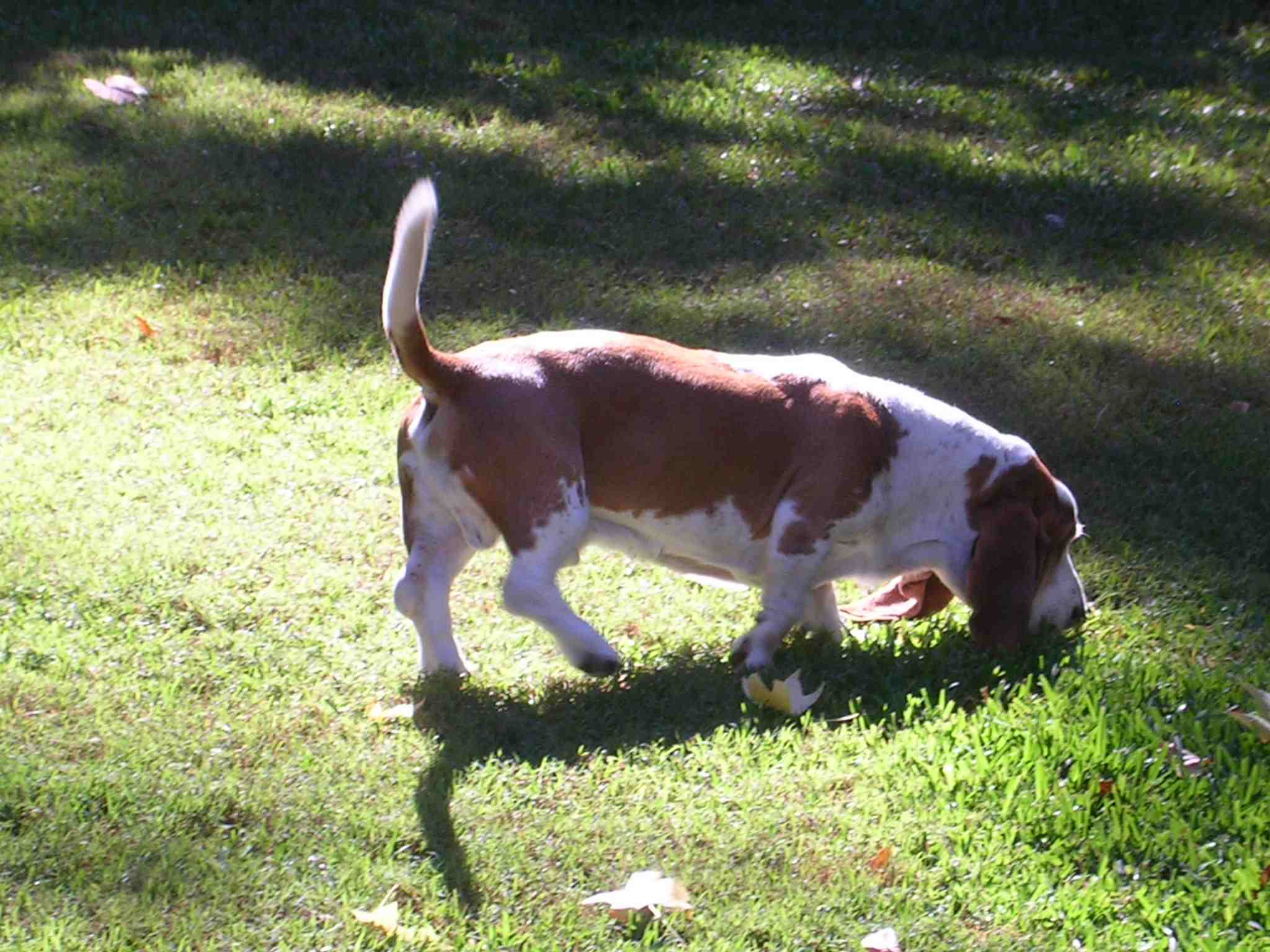 Bailey Basset Hound