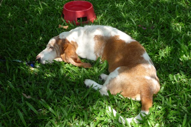A tired old dog