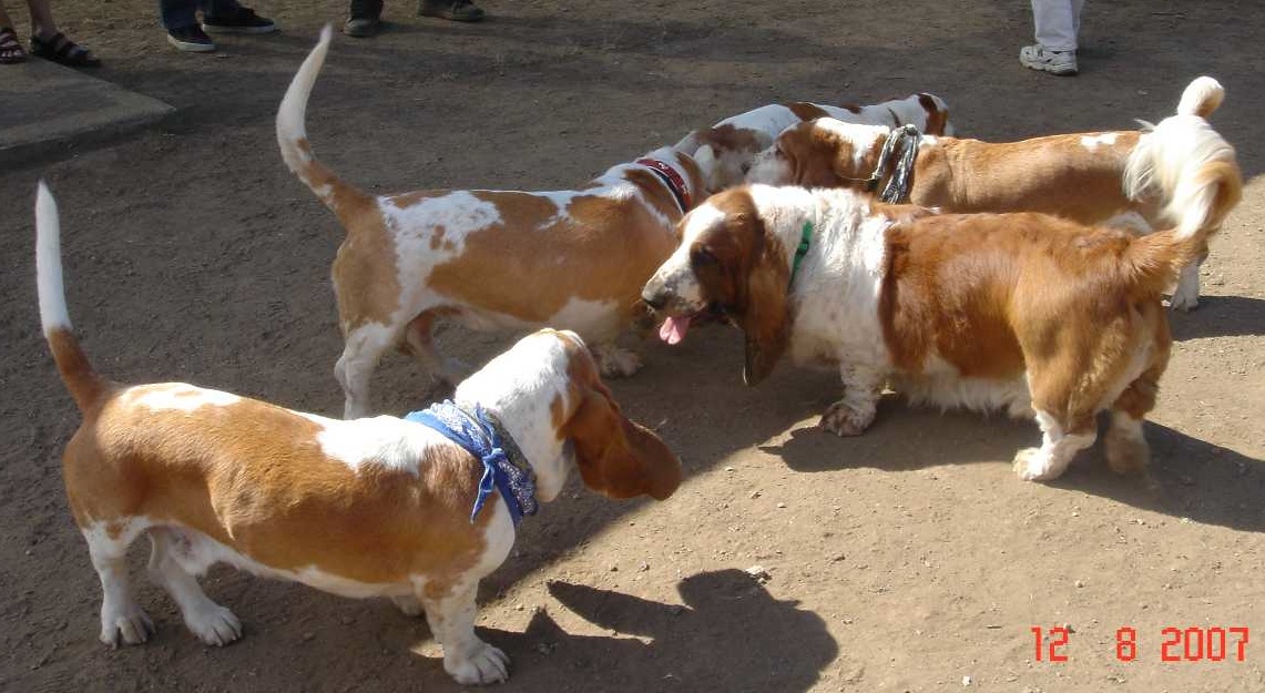 gathering bassets