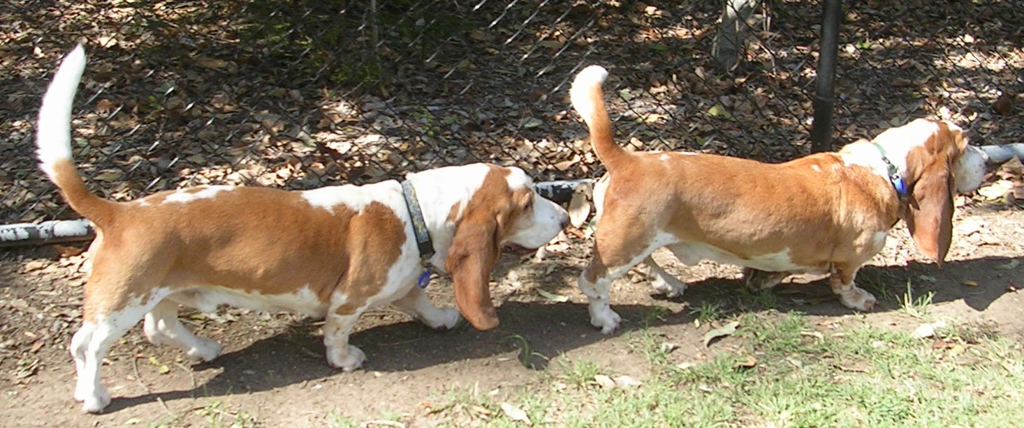 Two Dogs Walking