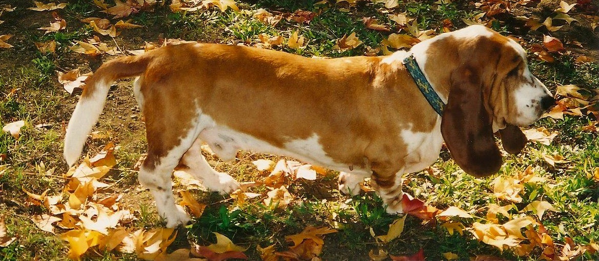 Finlay Basset Hound