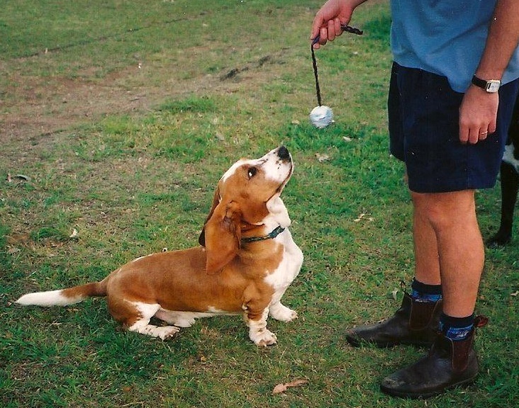 FInlay watches a ball intently