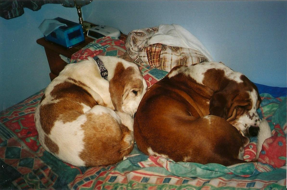 Two dogs abed.