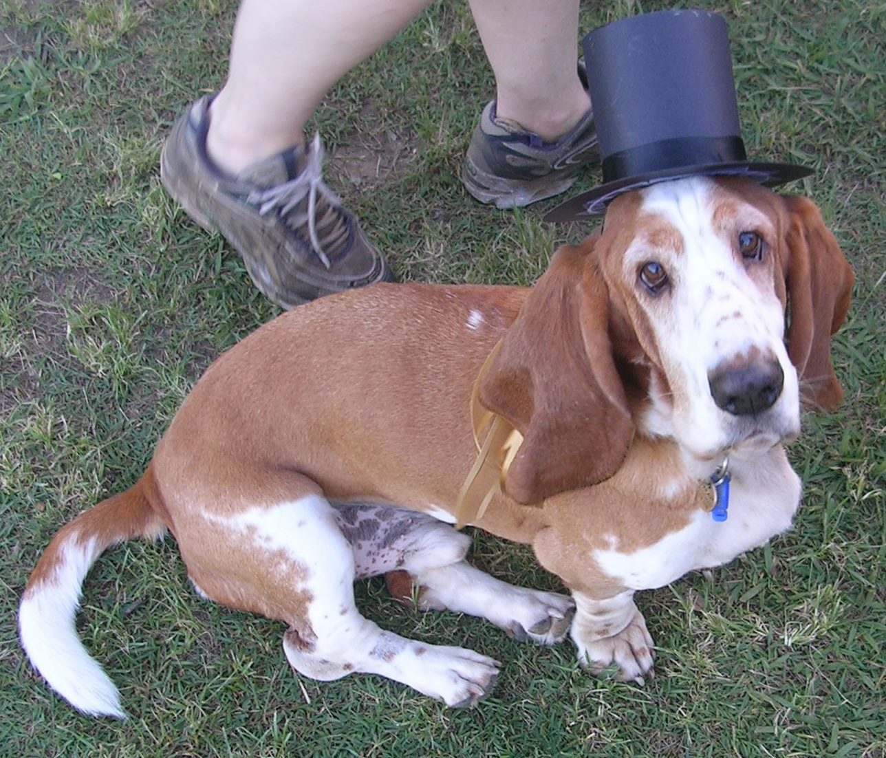 Sir Finlay