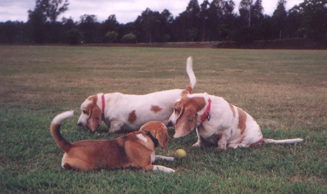 3Hounds