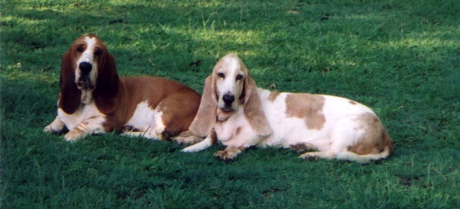 Two Basset Hounds