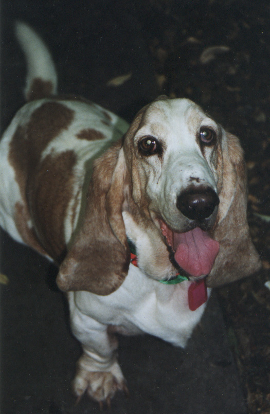 Jemima Basset Hound